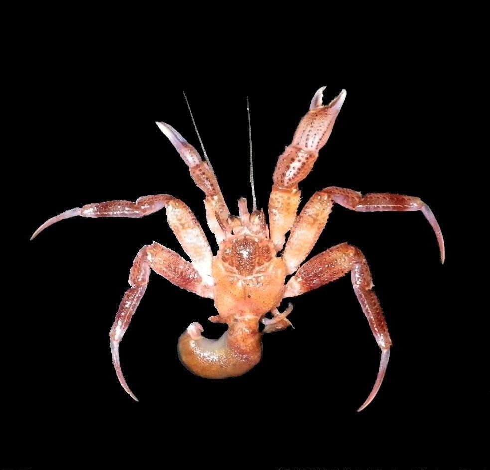 Labidochirus