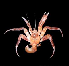 Labidochirus splendescens