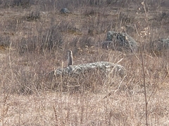 Urocitellus undulatus