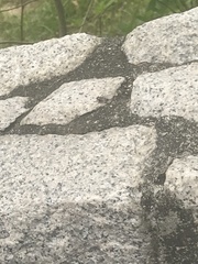 Diptera
