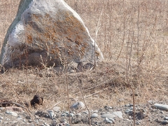 Urocitellus undulatus