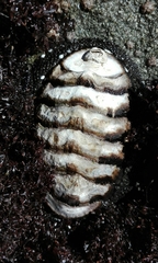 Chiton granosus