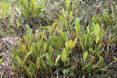 Stelis pulchella