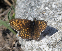 Melitaea menetriesi centralasiae