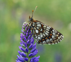 Melitaea menetriesi centralasiae