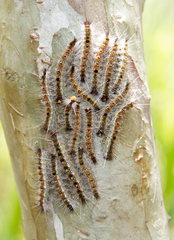 Leptocneria reducta