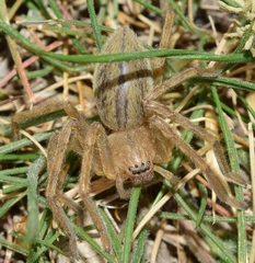 Eusparassus levantinus