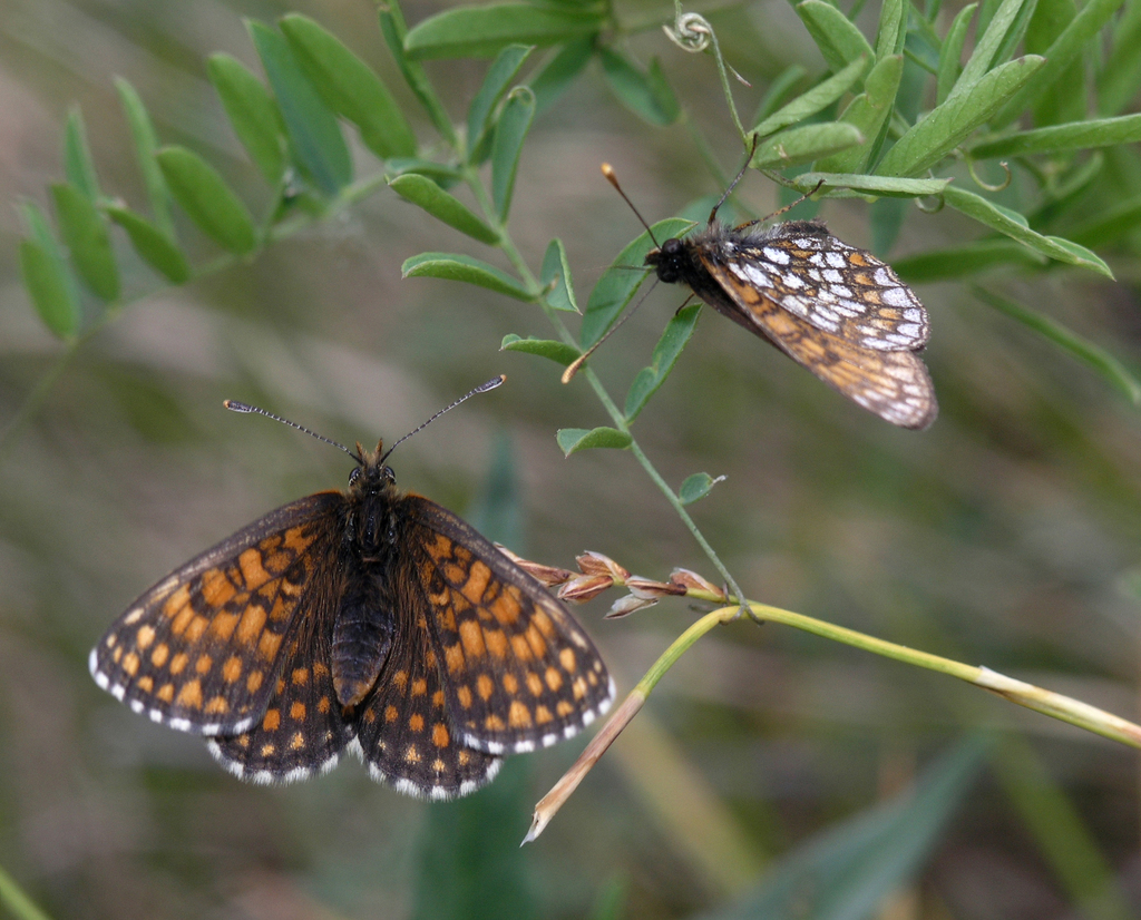 Melitaea aurelia