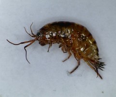 Arcitalitrus