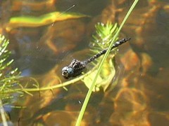 Austroaeschna parvistigma