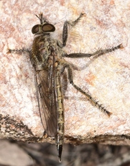 Machimus nevadensis