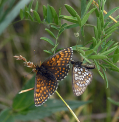 Melitaea menetriesi centralasiae