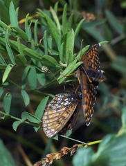 Melitaea menetriesi centralasiae
