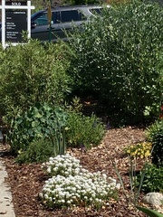 Danaus plexippus