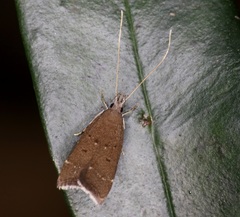 Torodora gemella