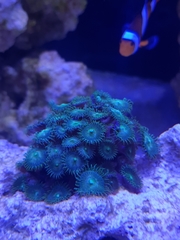 Zoantharia