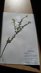 Linaria dalmatica dalmatica