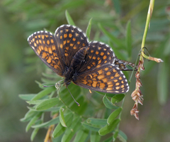 Melitaea menetriesi centralasiae