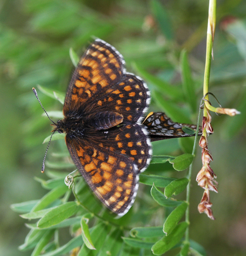 Melitaea menetriesi