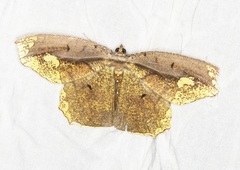 Pareumelea eugeniata