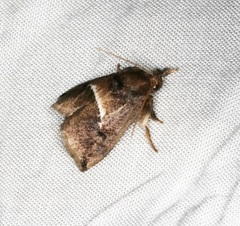 Trichogyia semifascia