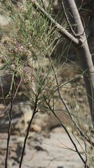 Moringa peregrina