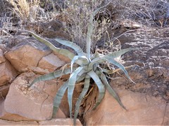Agave sobria sobria