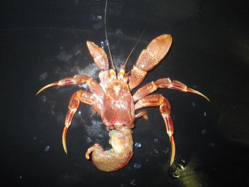 Pagurus aleuticus