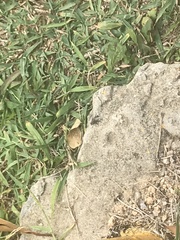 Diptera