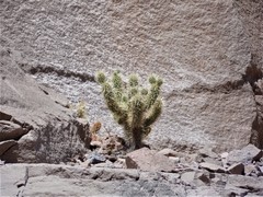 Cylindropuntia bigelovii ciribe