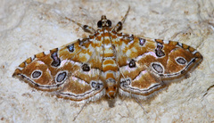 Ommatospila narcaeusalis