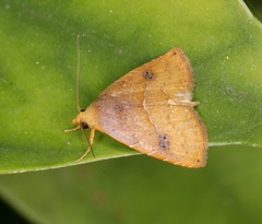 Rivula inconspicua