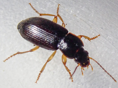 Parophonus maculicornis