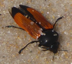 Castiarina rufipennis