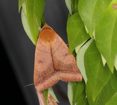 Ophiusa trapezium