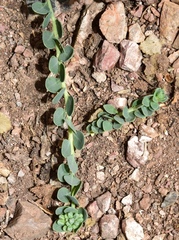 Telephium imperati imperati