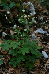 Astrantia carniolica