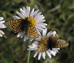 Melitaea menetriesi centralasiae