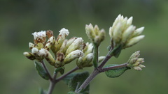 Chromolaena bullata