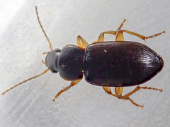 Parophonus maculicornis