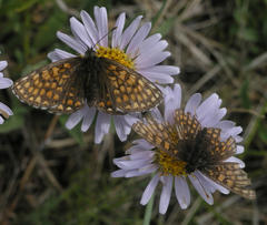 Melitaea menetriesi centralasiae