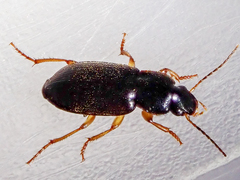 Parophonus maculicornis