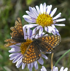 Melitaea menetriesi centralasiae