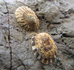 Notoacmea cellanoides