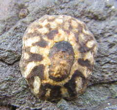 Notoacmea cellanoides