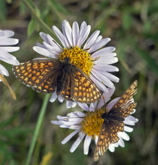 Melitaea menetriesi centralasiae