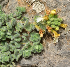 Teucrium rotundifolium