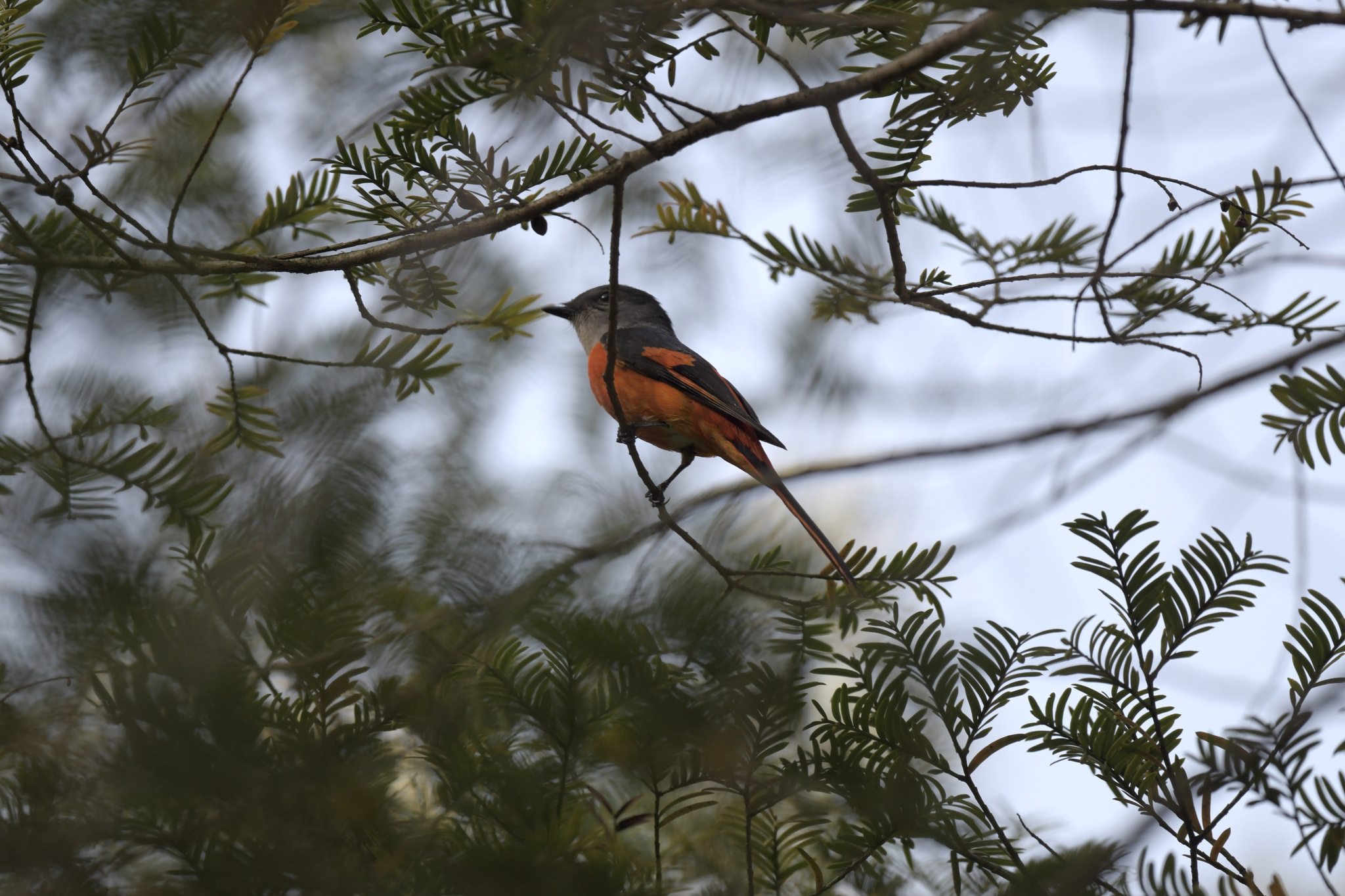 Grey-chinned Minivet