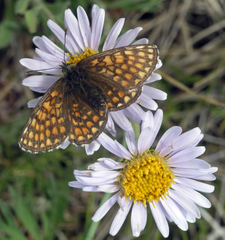 Melitaea menetriesi centralasiae