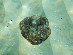 Octopus berrima